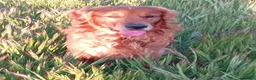 Golden Retriever dogs for stud: Beautiful fox red flatcoat retriever proven stud - Advert 3