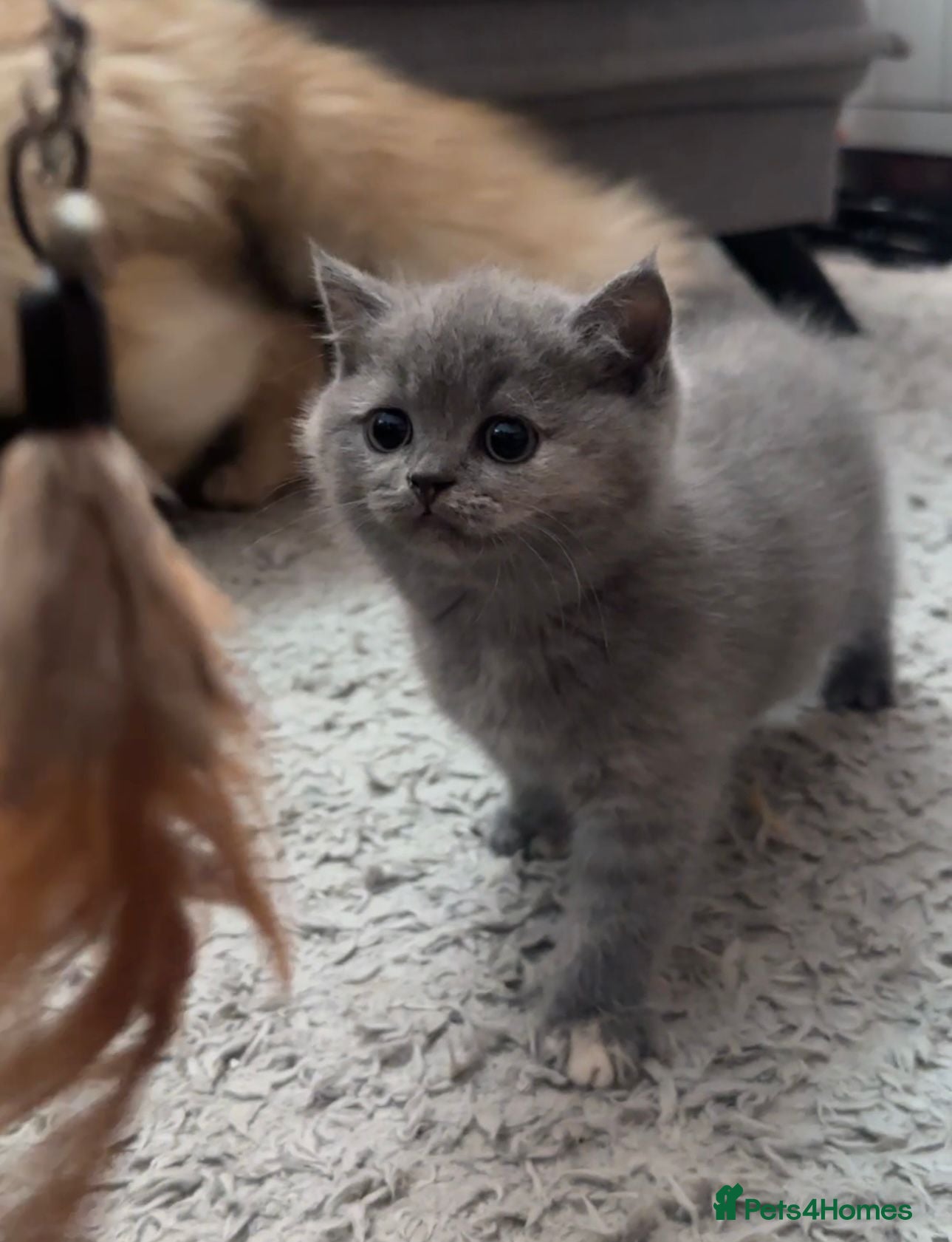 British Shorthair cats Adorable Purebred British Shorthair Kittens - Advert 2