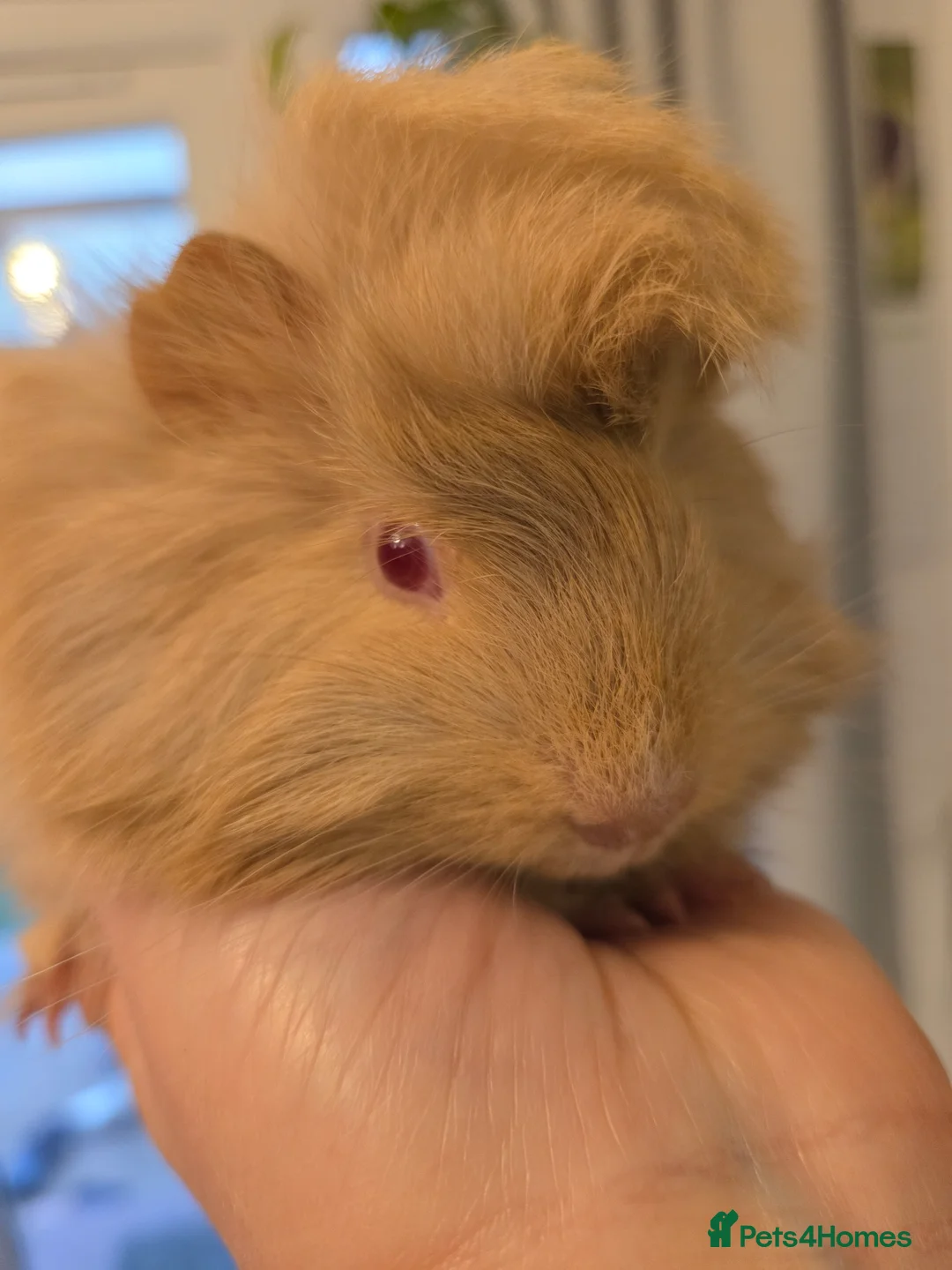 Guinea Pig rodents for sale: Beautiful fluffy baby boy - Advert 2