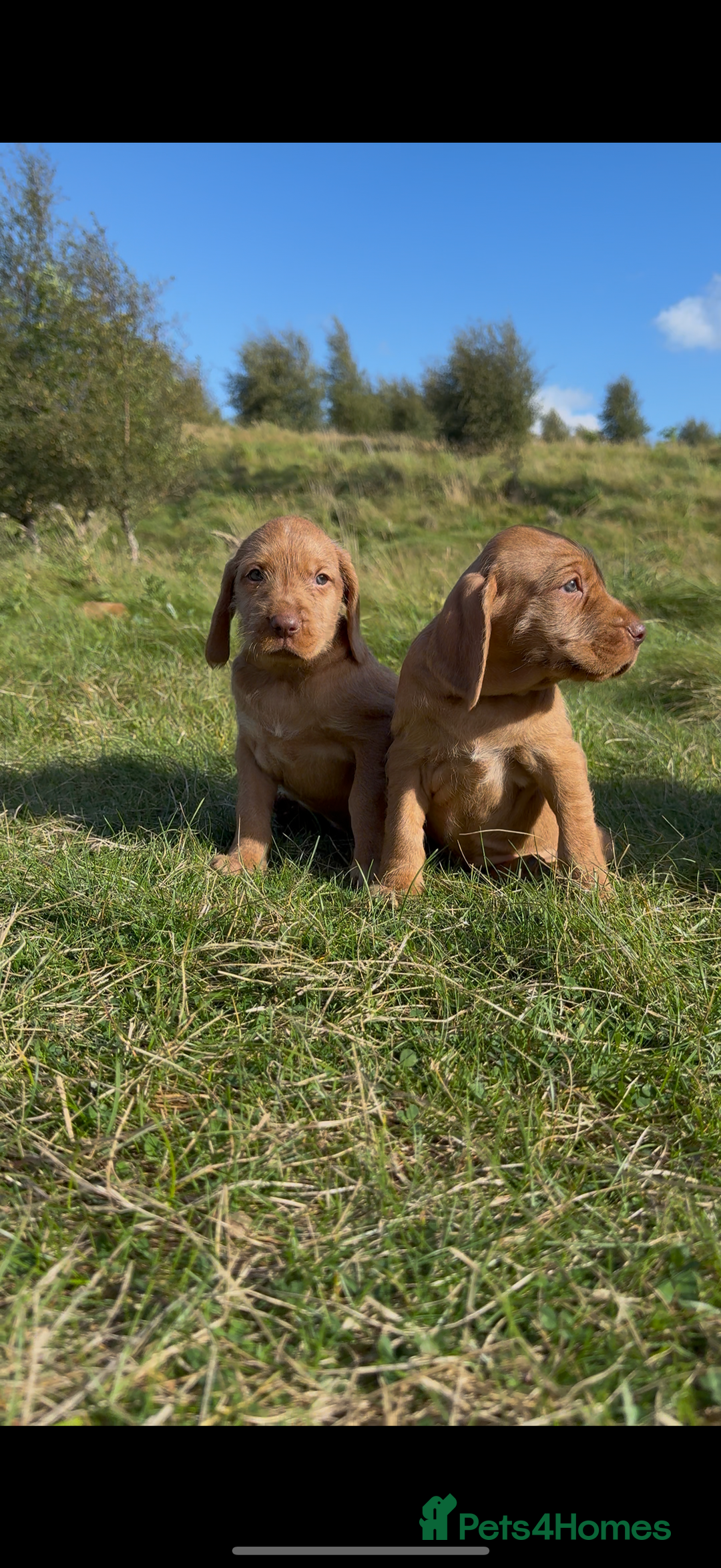 Hungarian Vizsla dogs for sale: Wirehaired Vizsla’s - Image 19