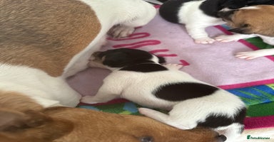 Jack Russell dogs - Advert 3