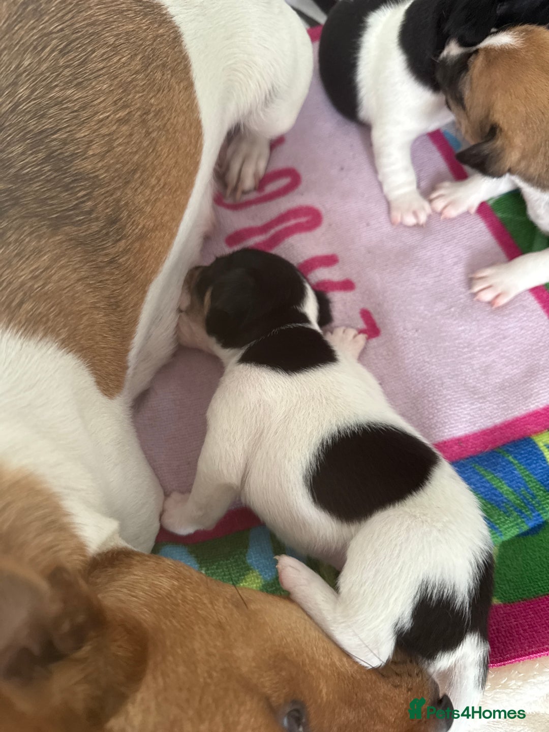 Jack Russell dogs for sale: 3 boys 1 girl - Image 3
