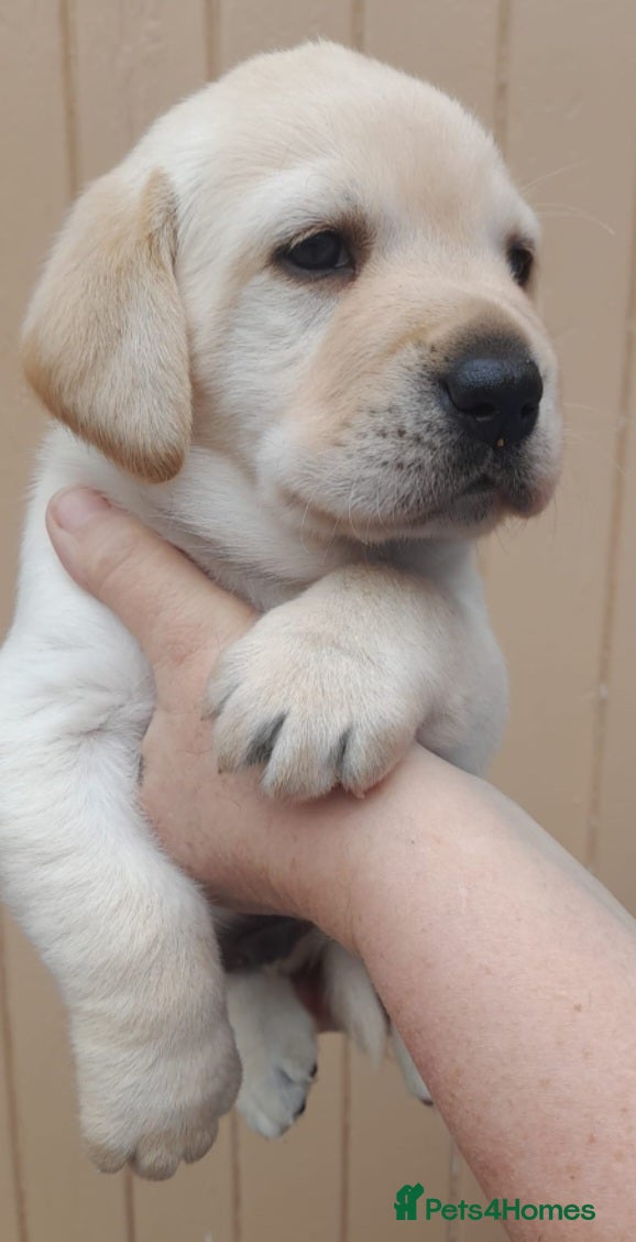 Labrador Retriever dogs Beautiful litter of kc labradors drakes head lines - Advert 1