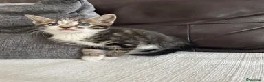Turkish Angora 2