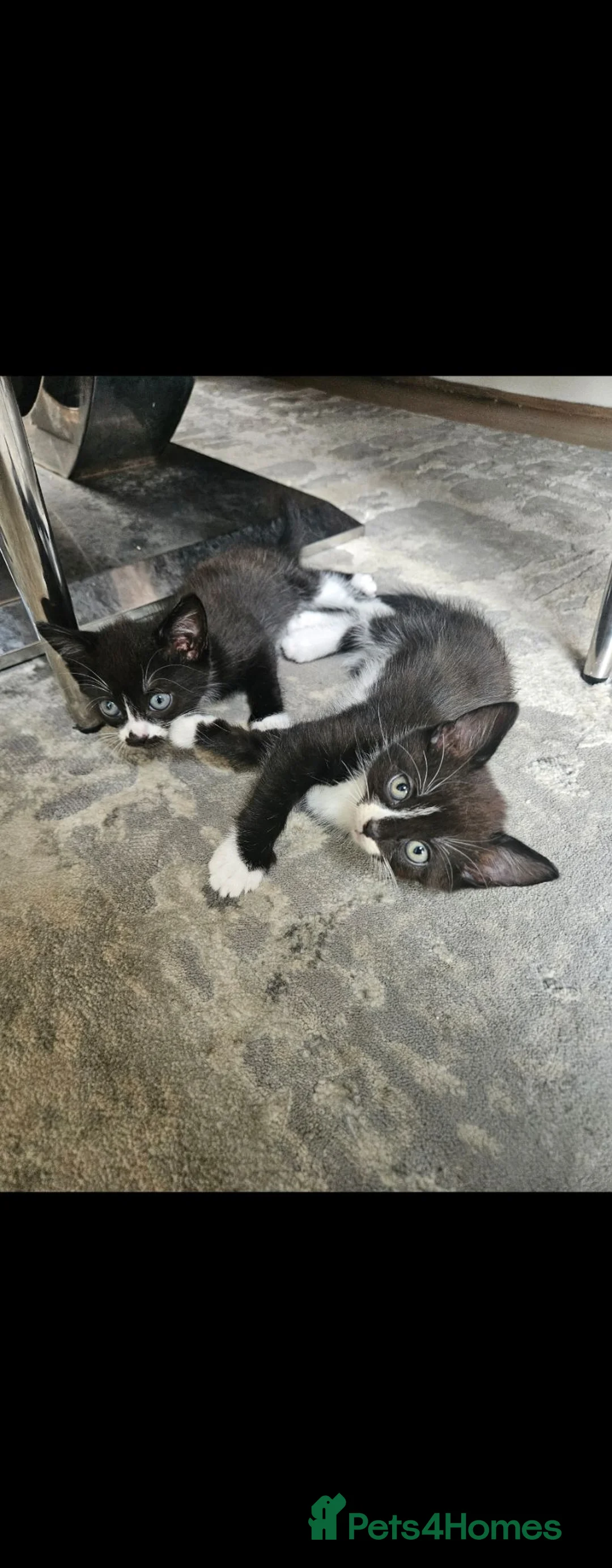 Mixed Breed cats for sale: 2 male kittens looking for there forever home - Advert 1