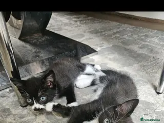 Mixed Breed cats 2 male kittens looking for there forever home - Advert 14