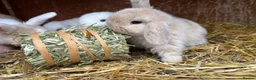 Mini Lop rabbits for sale: Mixed litter of beautiful Mini Lops  - Advert 2
