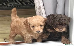 Cockapoo dogs for sale: Stunning cockapoo’s  - Image 20