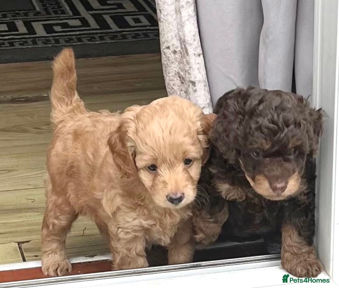 Cockapoo dogs for sale: Stunning cockapoo’s  - Image 20