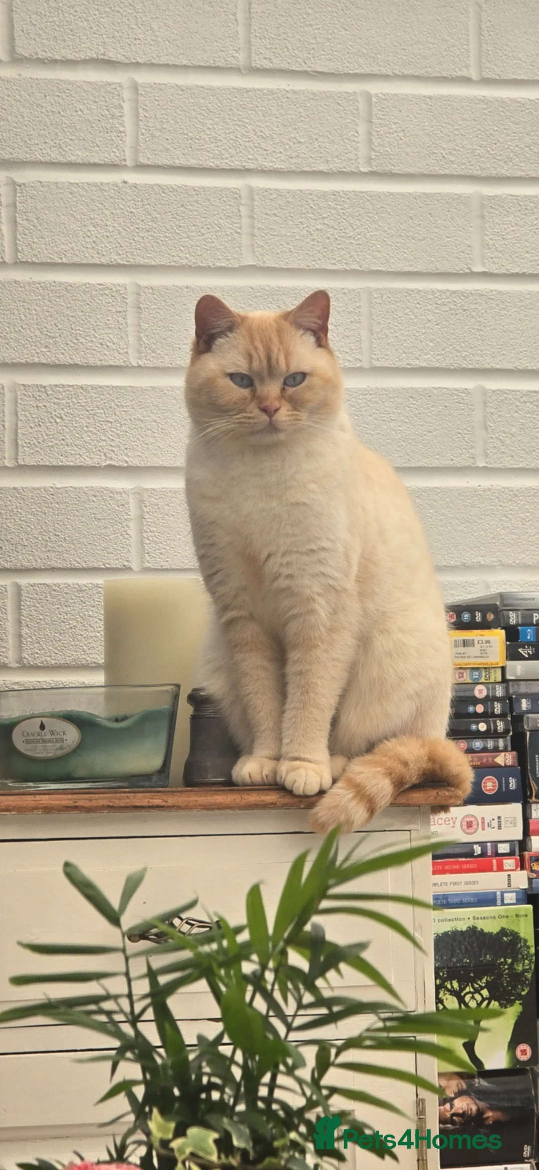 British Shorthair cats for sale: Affectionate red colour point british shorthair in Northwich - Advert 2