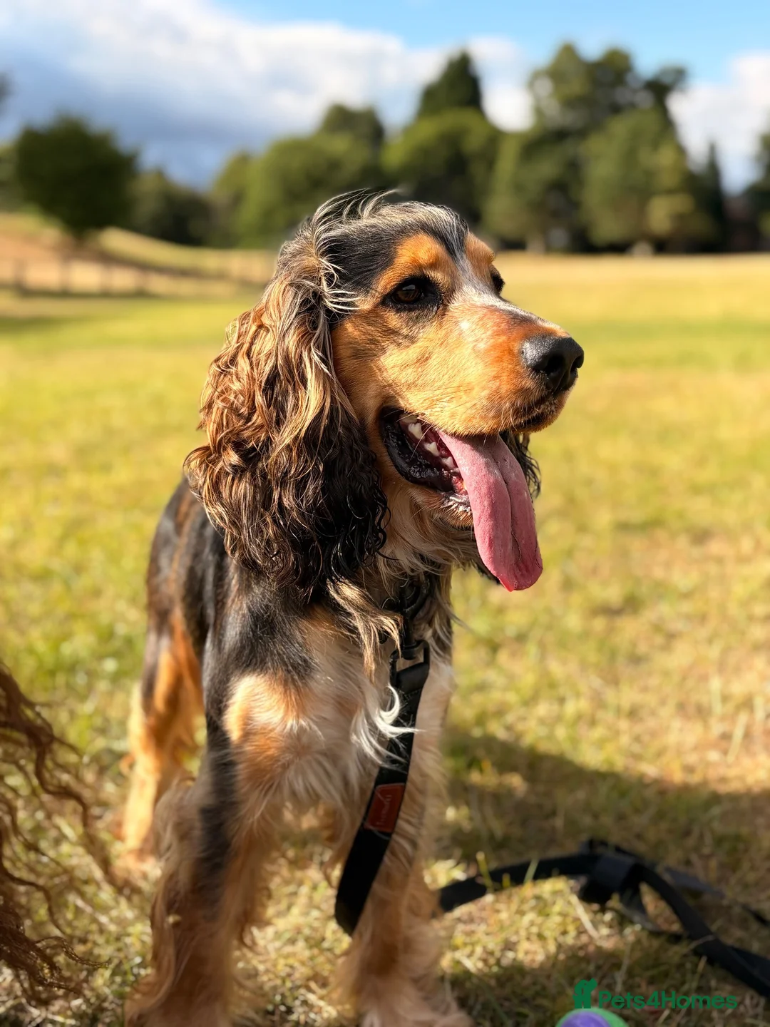 Cocker Spaniel dogs for stud: KC BLACK SABLE SHOW COCKER SPANIEL–STUD AVAILABLE  in Halifax - Advert 2