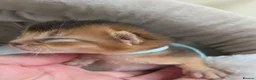 Abyssinian cats for sale: 🏆 TICA Registered Abyssinian Kittens in Chatham - Advert 7
