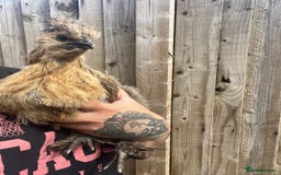 Chickens poultry for sale: Silkie POL - Image 2