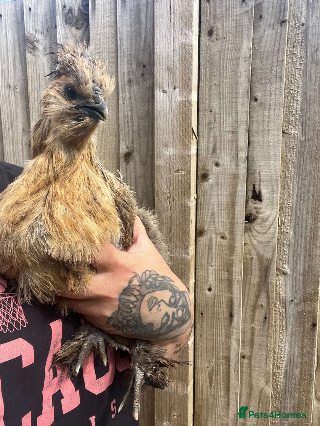Chickens poultry for sale: Silkie POL - Image 2
