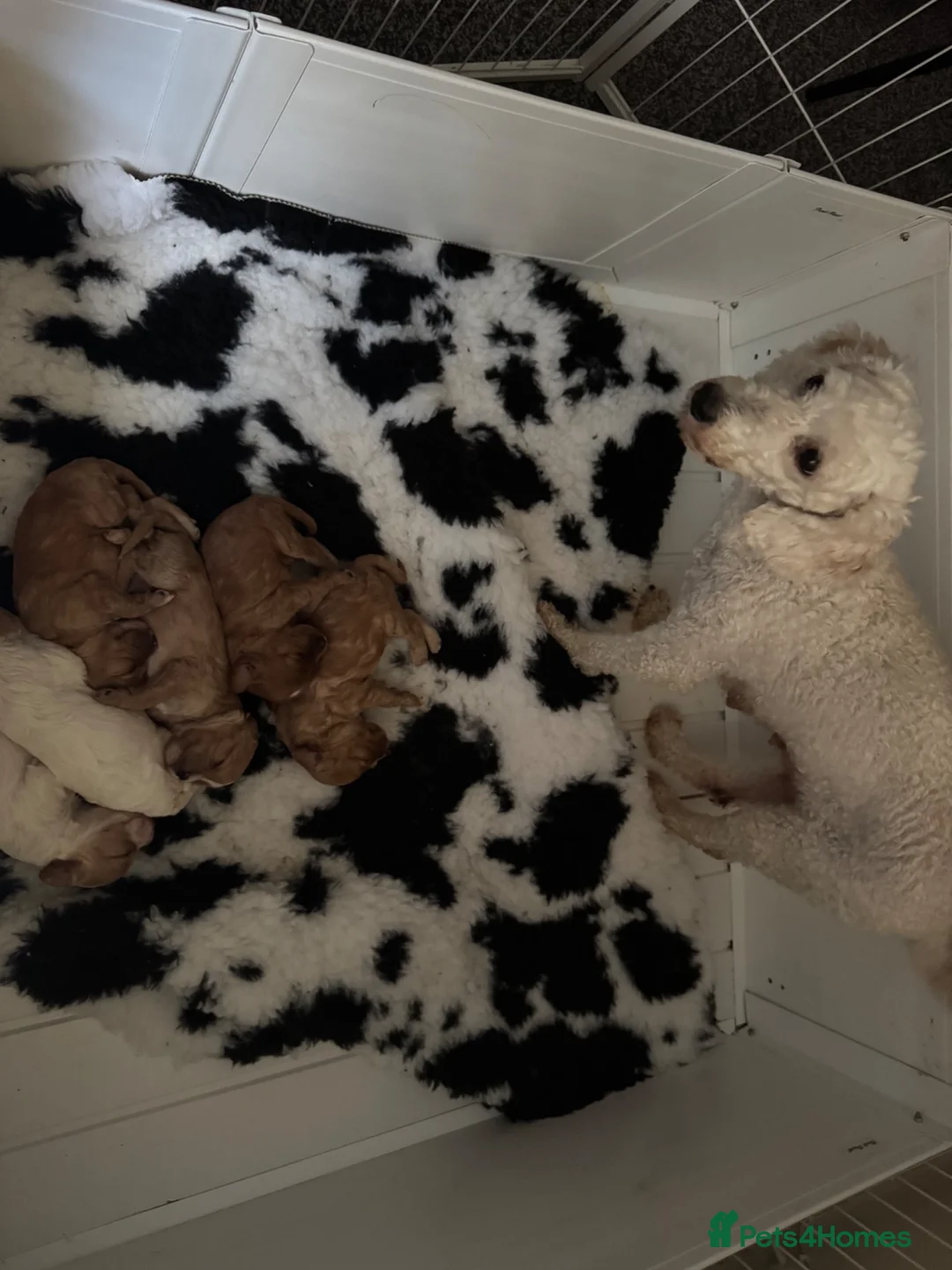 Cavapoo dogs for sale: Red cavapoo puppies in Bishop Auckland - Advert 1