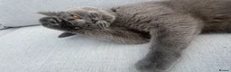 Mixed Breed cats for sale: Female Kitten 1 - Advert 1