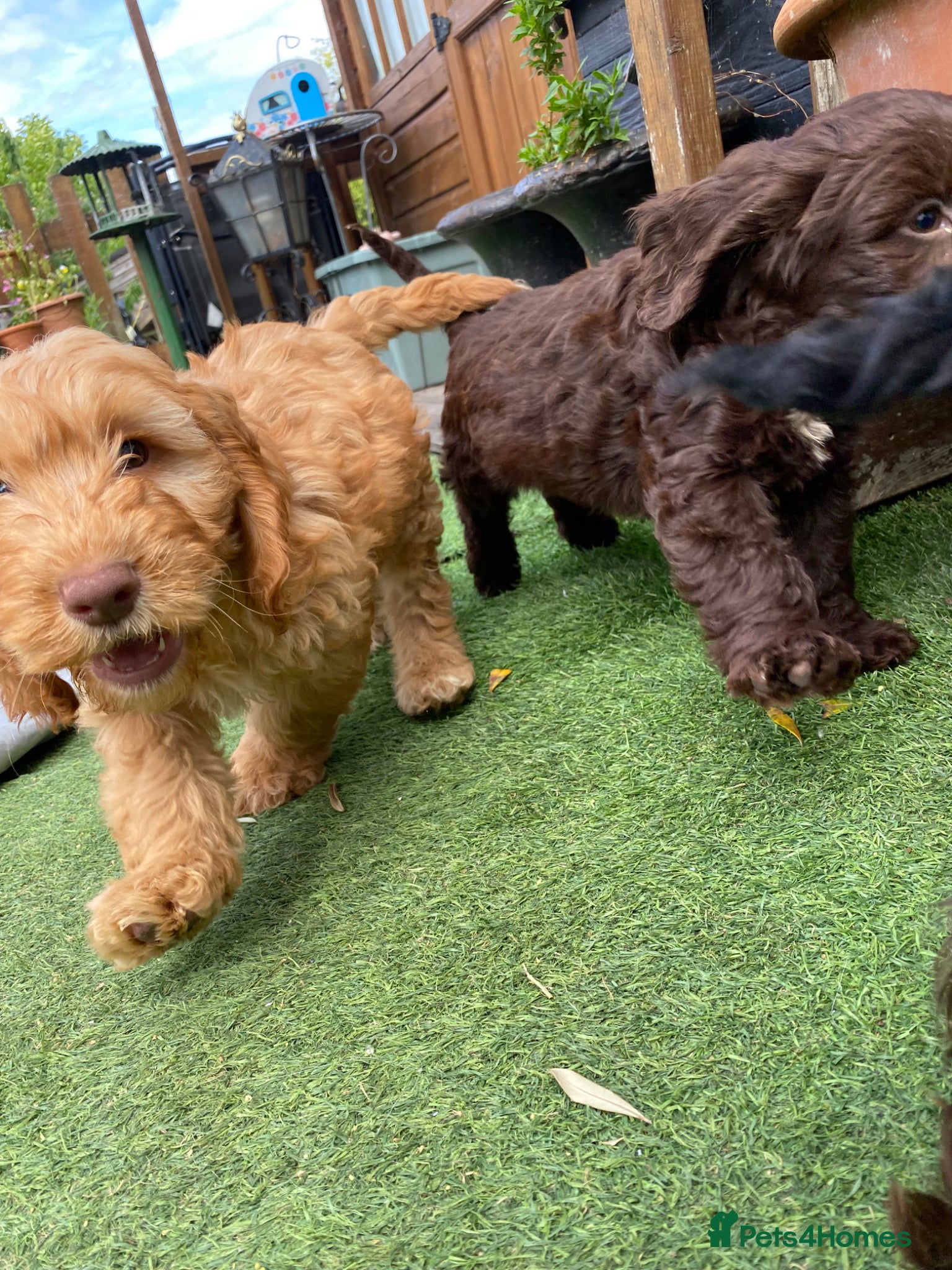 Cockapoo dogs Gorgeous Cockapoo Boys  - Advert 2