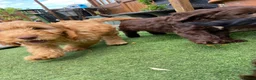 Cockapoo dogs for sale: Gorgeous Cockapoo Boys  - Advert 22