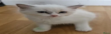 Ragdoll 2