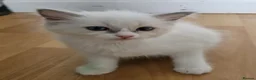 Ragdoll cats for sale: STUNNING GCCF REGISTERED KITTENS  - Advert 4