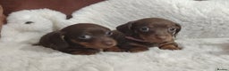 Miniature Dachshund dogs for sale: Miniature Dachshund Puppies Ready for Home - Advert 5