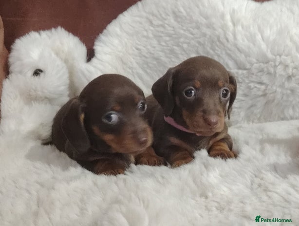 Miniature Dachshund dogs ❤️ 5 Adorable Mini Dachshund Puppies Ready to Love - Advert 8