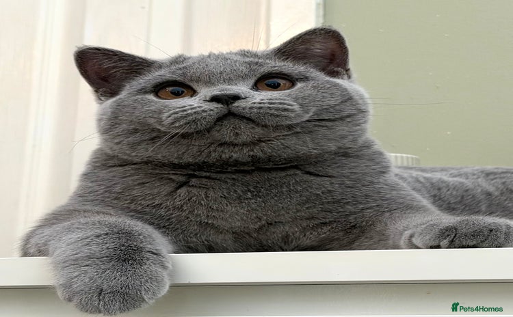 British Shorthair cats British Blue boy - Advert 14