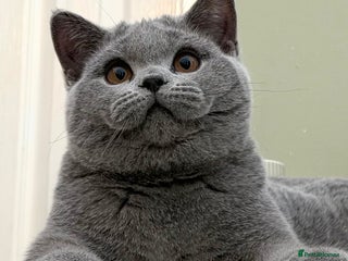 British Shorthair cats British Blue boy - Advert 13