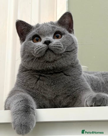 British Shorthair cats British Blue boy - Advert 14