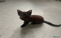 Domestic Shorthair cats for sale: Kittens ready for loving homes - Image 2