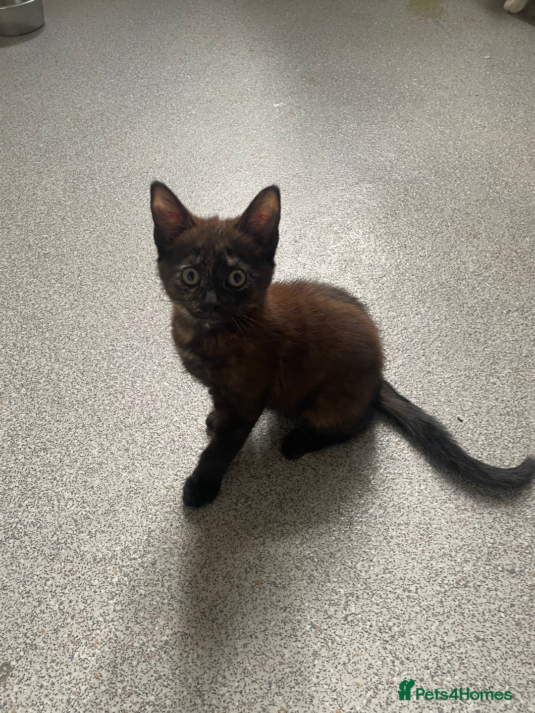 Domestic Shorthair cats for sale: Kittens ready for loving homes - Image 2