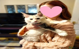 Maine Coon cats for sale: Stunning Tortie Maine Coon Kitten POLYDACTYL Girl. - Image 6