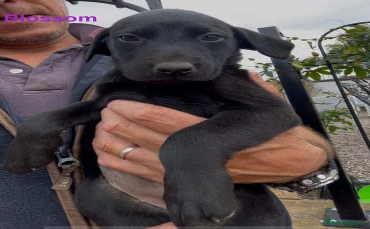 Mixed Breed dogs - Advert 1