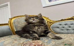 Maine Coon cats for sale: Maine Coon Kittens with Elite Heritage 🌟🌟🌟🌟🌟 - Image 19