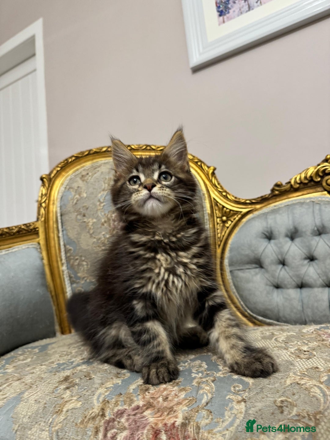 Maine Coon cats for sale: Maine Coon Kittens with Elite Heritage 🌟🌟🌟🌟🌟 - Image 19