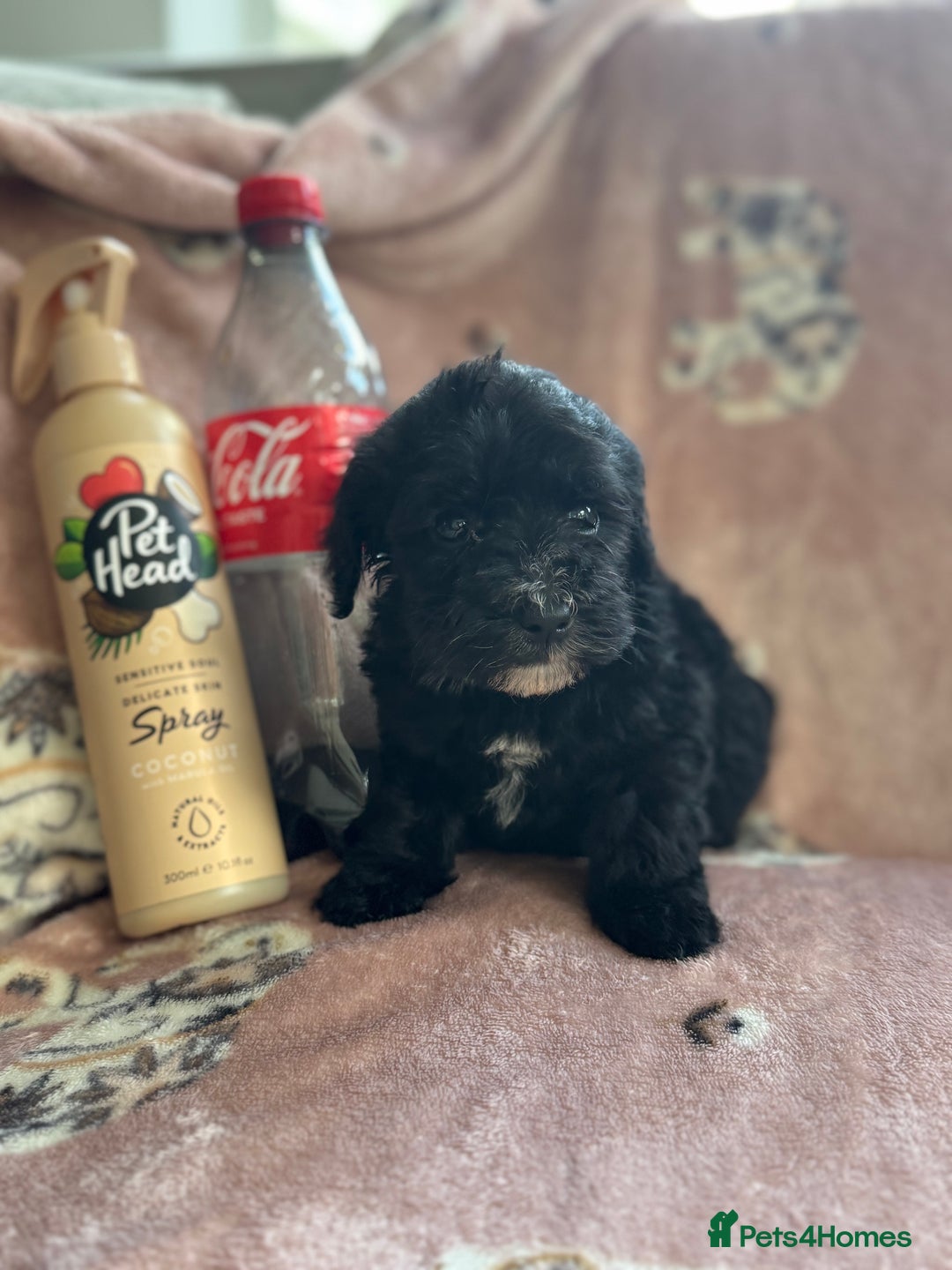 Sheepadoodle dogs for sale: Micro mini Sheepadoodle  - Image 6