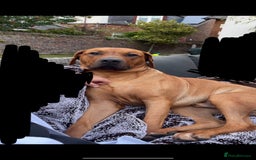 Rhodesian Ridgeback dogs for stud: Stud Rhodesian Ridgeback Stanley.  - Image 3
