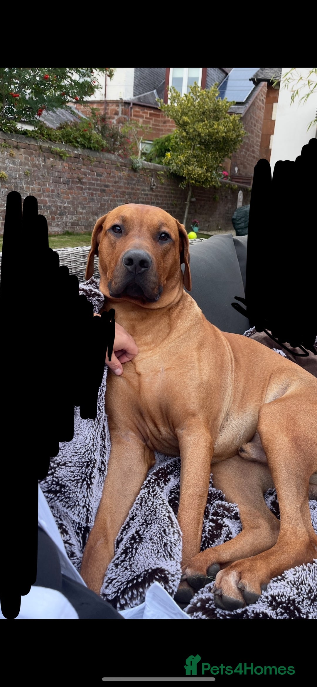 Rhodesian Ridgeback dogs for stud: Stud Rhodesian Ridgeback Stanley.  - Image 3