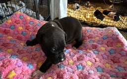 Staffordshire Bull Terrier dogs for sale: Staffordshire bull terrier  - Image 8