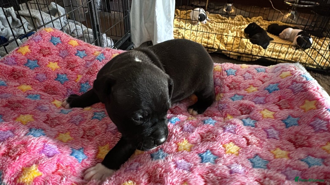 Staffordshire Bull Terrier dogs for sale: Staffordshire bull terrier  - Image 8