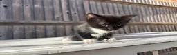 Mixed Breed cats for sale: Kitten looking for a Loving home  in Coulsdon - Advert 2