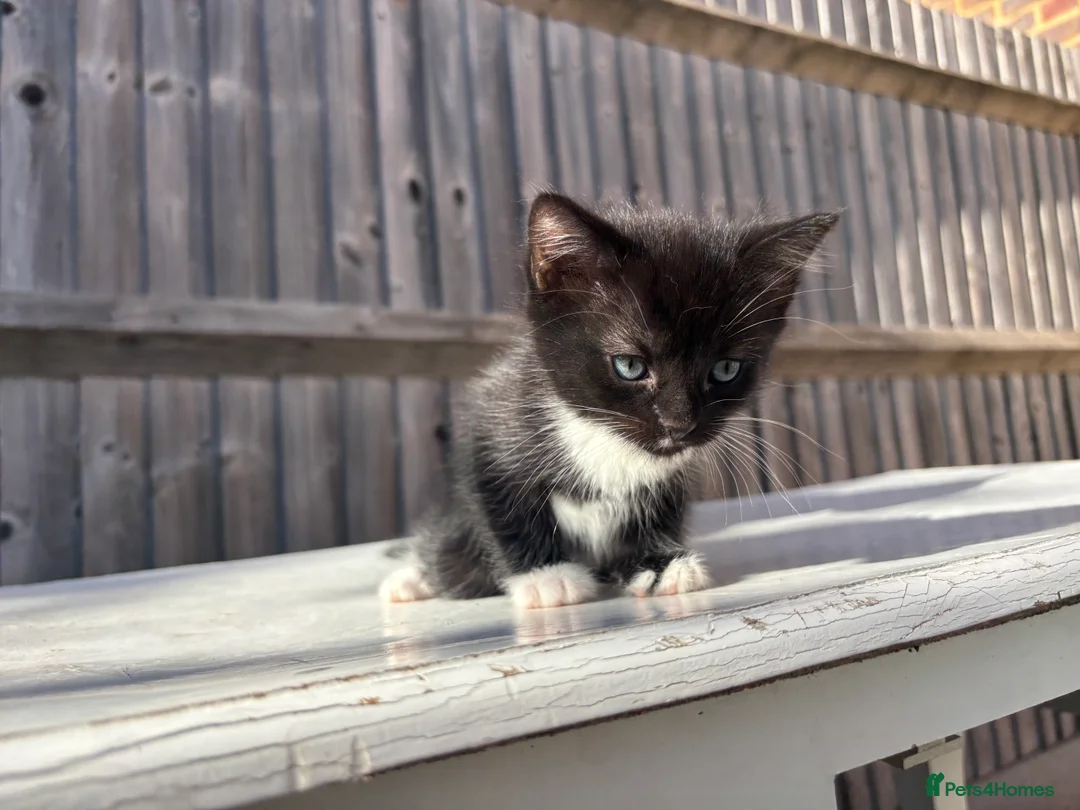 Mixed Breed cats for sale: Kitten looking for a Loving home  in Coulsdon - Advert 2
