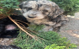 Cockapoo dogs for sale: ❤️silky show type cockapoos❤️ - Image 5