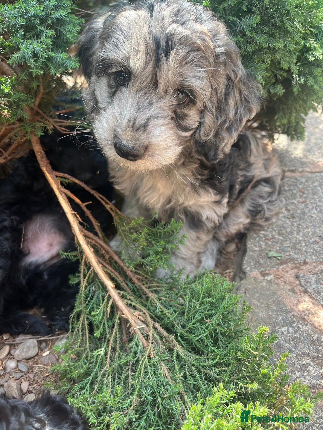 Cockapoo dogs for sale: ❤️silky show type cockapoos❤️ - Image 5