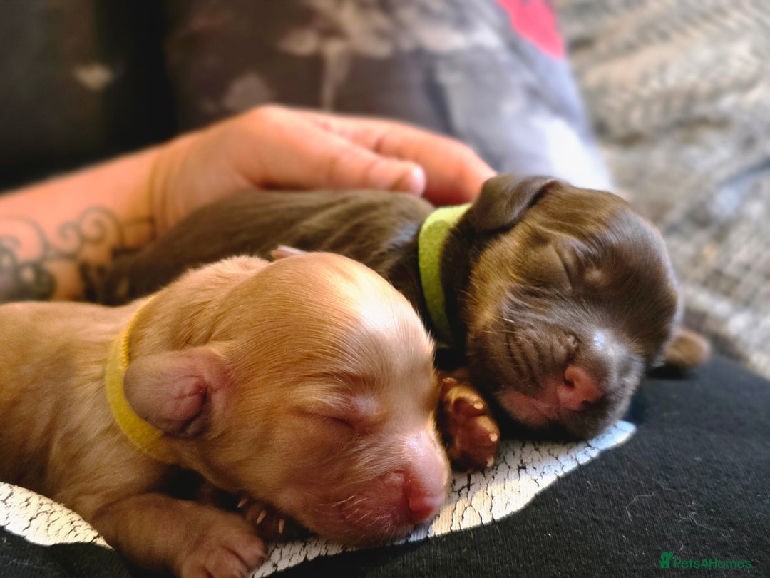 Cockapoo dogs for sale: Stunning f1b cockapoo puppies - Image 9