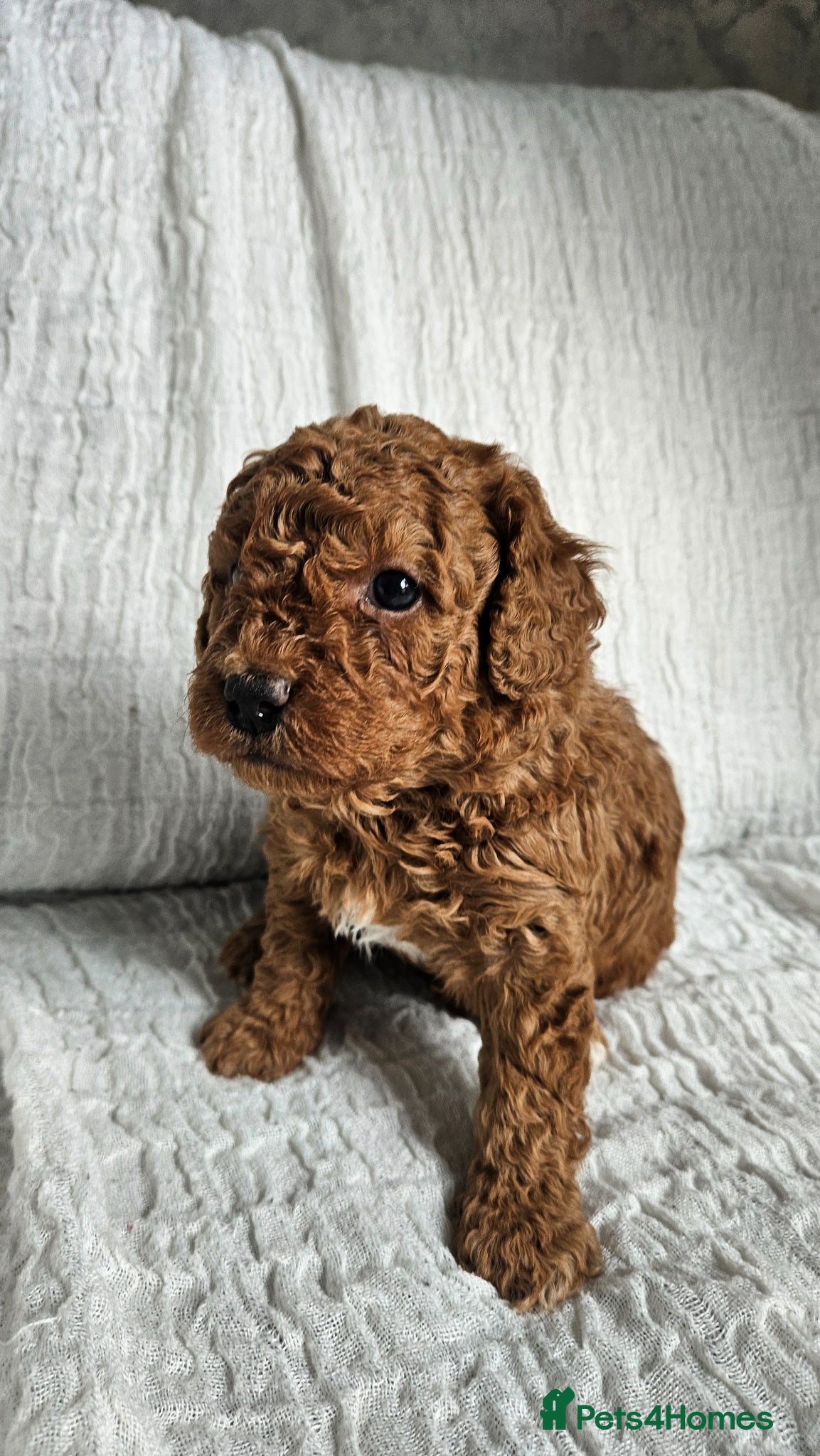 Mini Goldendoodle dogs for sale: 🐾✨ Beautiful Toy Goldendoodle Puppies  ✨🐾 - Advert 32