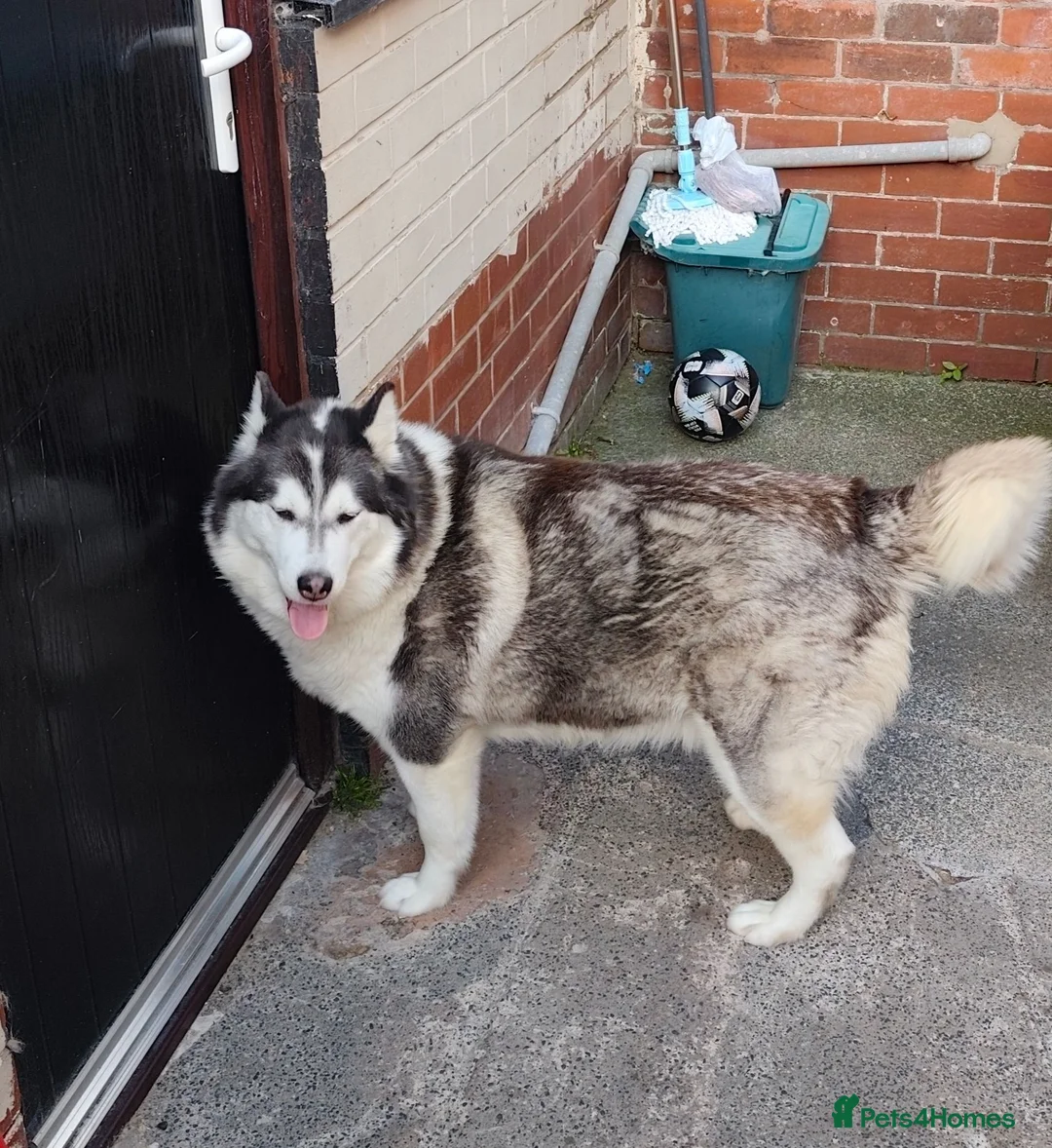 Siberian Husky dogs for sale: Siberian husky  - Advert 2