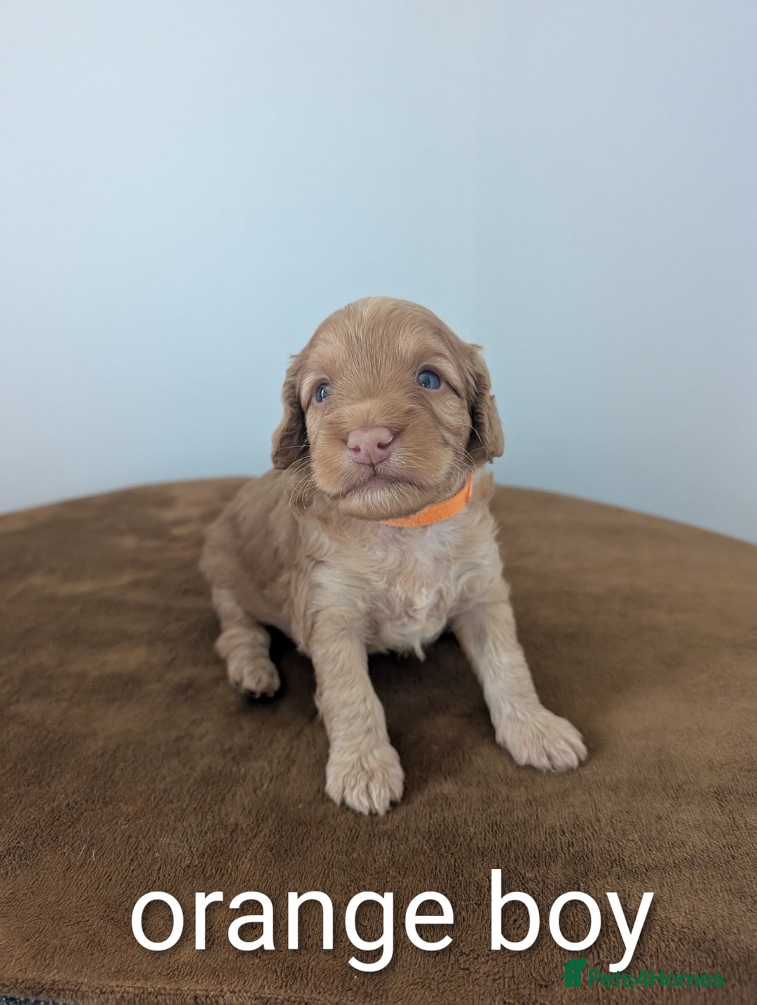 Cockapoo dogs for sale: F1B Cockapoo pups  - Image 3