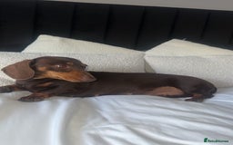 Miniature Dachshund dogs for sale: Miniature dachshund puppies  - Image 4