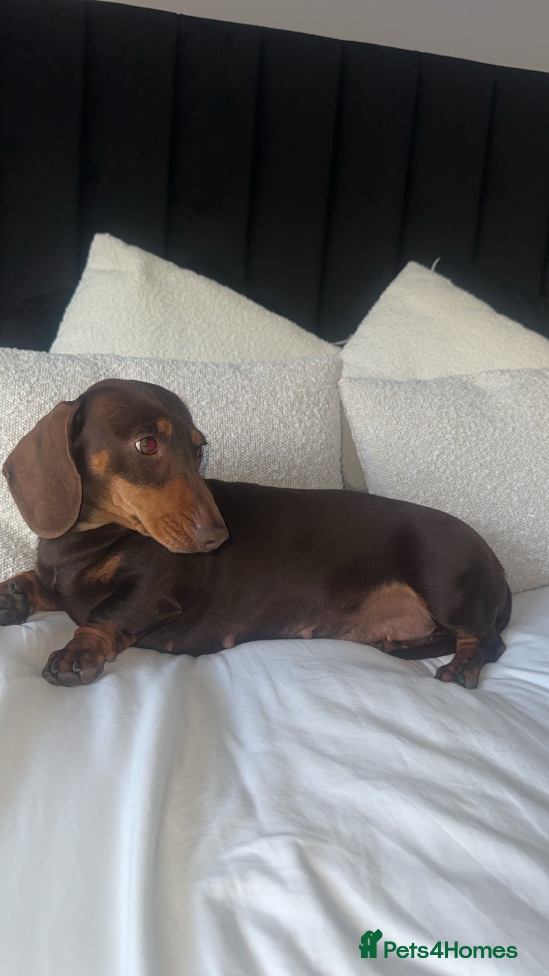 Miniature Dachshund dogs for sale: Miniature dachshund puppies  - Image 4